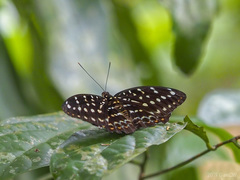 Lexias dirtea merguia