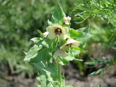 Hyoscyamus niger