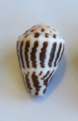 Conus chaldaeus