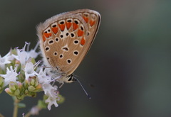 Polyommatus thersites