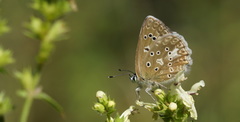 Polyommatus daphnis
