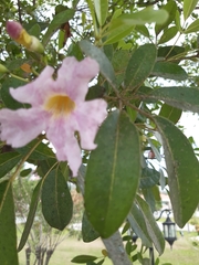 Angiospermae
