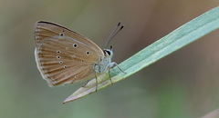 Polyommatus humedasae