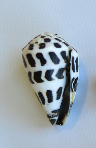 Black-and-white Cone Snail