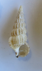 Cerithium rostratum