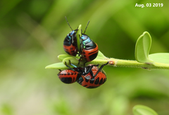 Poecilocoris splendidulus