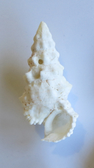 Cerithium echinatum
