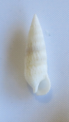 Cerithium nesioticum image