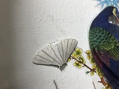 Urapteroides astheniata