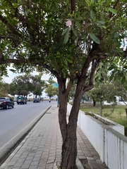 Angiospermae