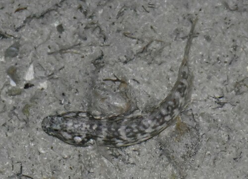 Cryptocentroides arabicus observed 2024-10-30