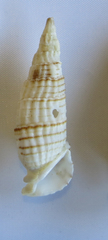 Rhinoclavis aspera