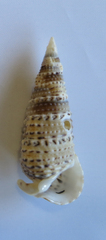 Rhinoclavis sinensis image