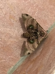 Daphnusa ocellaris