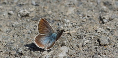 Aricia nicias
