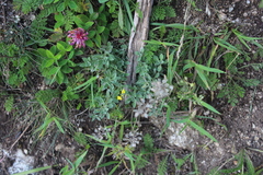 Alyssum trichostachyum
