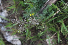 Alyssum trichostachyum