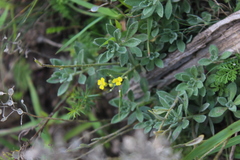 Alyssum trichostachyum