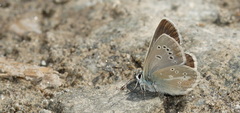 Aricia nicias