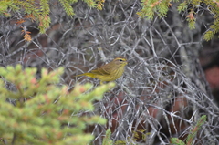 Setophaga palmarum hypochrysea