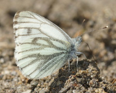 Pieris bryoniae