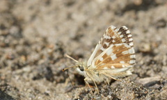 Pyrgus carlinae