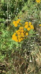 Tanacetum vulgare