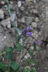 Nepeta grandiflora