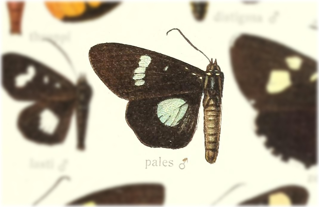 Rothia pales