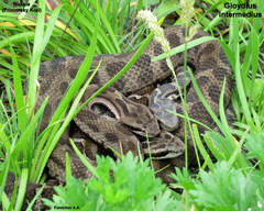 Gloydius intermedius