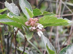 Clerodendrum fortunatum