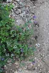 Nepeta grandiflora