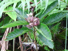Clerodendrum fortunatum