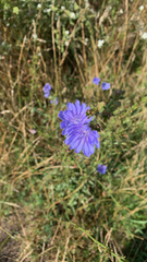 Cichorium intybus