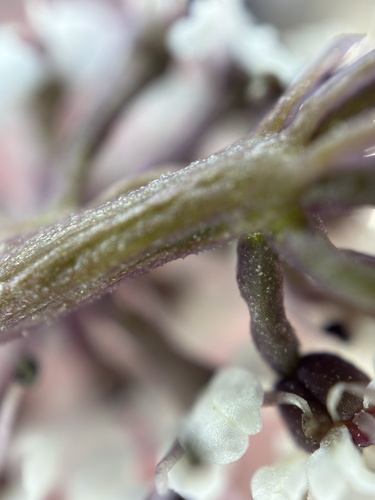 Image of Lomatium piperi by no rights reserved