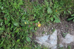 Anthyllis vulneraria polyphylla