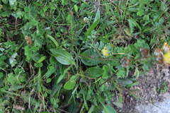 Anthyllis vulneraria polyphylla