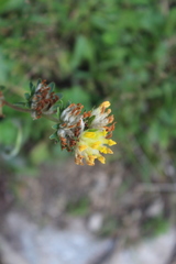 Anthyllis vulneraria polyphylla