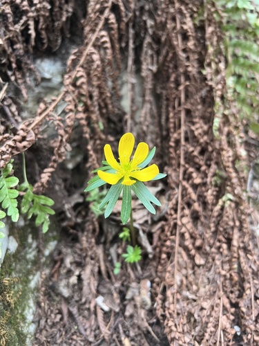 Eranthis hyemalis