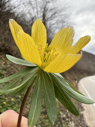 Eranthis hyemalis