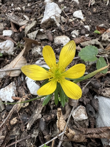 Eranthis hyemalis