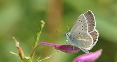 Aricia nicias