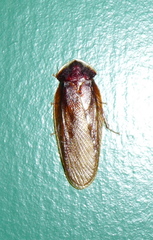Perisphaerinae
