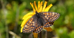 Euphydryas cynthia