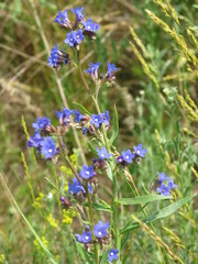 Anchusa gmelinii