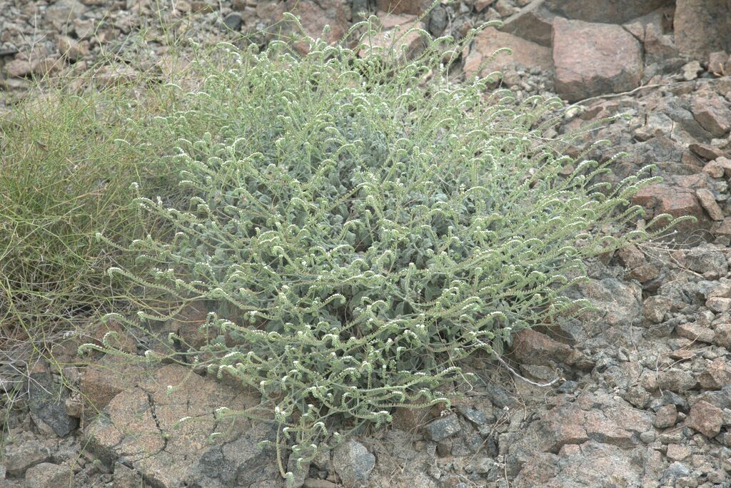 Heliotropium brevilimbe