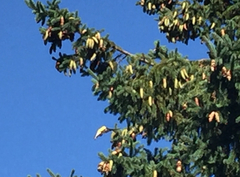 Spinus tristis