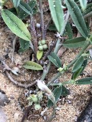 Indigofera linifolia
