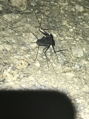 Paraphrynus carolynae