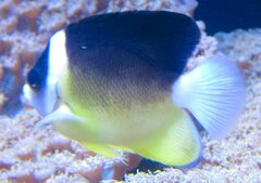 Abe's Angelfish photo 1